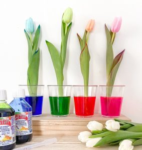 BT Durstigetulpen 850×900 Insta Mobil