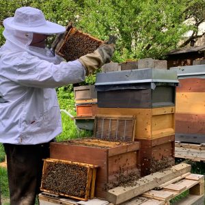 Bienenstock AUREDNIK