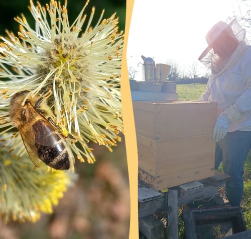 Bienenupdate April Startseite Aktuelles Aurednik