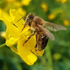 Bienenvolk Beitragsbild Update092023 Aurednik