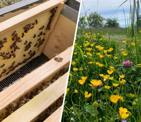 Bienenvolk Unterstuetzen TITEL Aurednik Mobil
