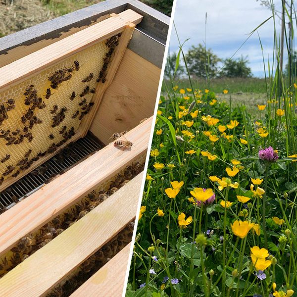 Bienenvolk Unterstuetzen TITEL Aurednik Mobil