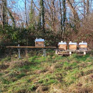Bienenvolk Update 01032025
