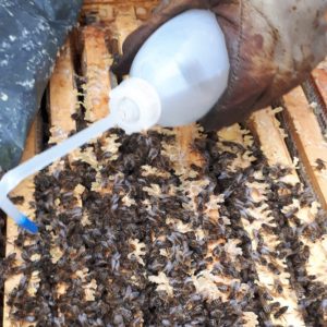 Bienenvolk Update012024 Aurednik Veronamilbe