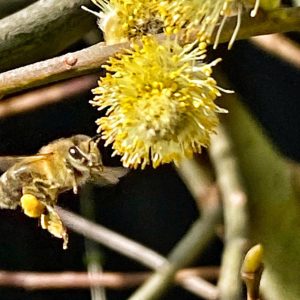 Bienenvolk Update08102024 Aurednik 1