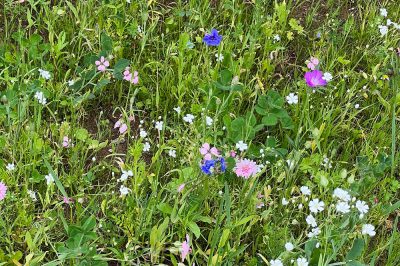 Nachhaltigkeit Blumenwiese Aurednik4 V3