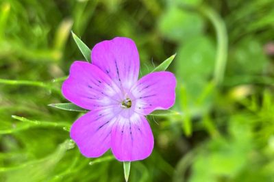 Nachhaltigkeit AUREDNIK Blumenwiese